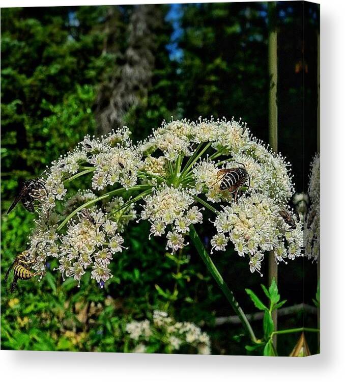 Flower Canvas Print featuring the photograph Another Busy Work Day For Bees #1 by Chris Bechard