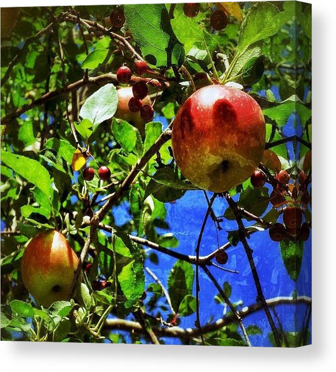 Igersoftheday Canvas Print featuring the photograph Apple Tree. Farm Stand, Boulder County #1 by Chris Bechard
