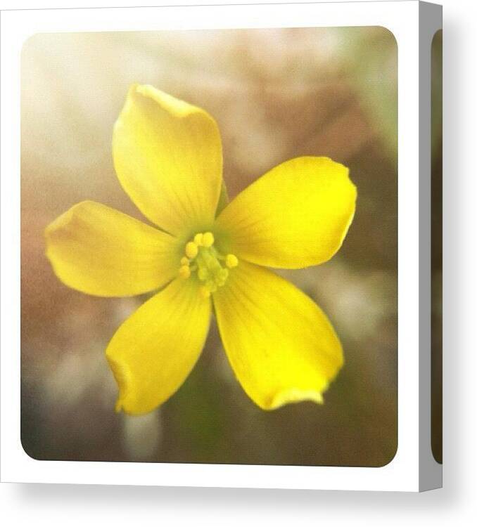 30likes Canvas Print featuring the photograph Creeping Woodsorrel #1 by Jason Fang