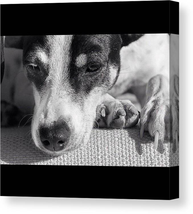 Dog Canvas Print featuring the photograph Cute dog #1 by Adriana Guimaraes