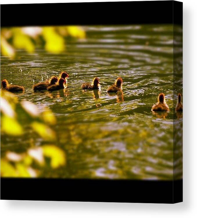Irox_water Canvas Print featuring the photograph #ducklings #1 by Julia Meyer