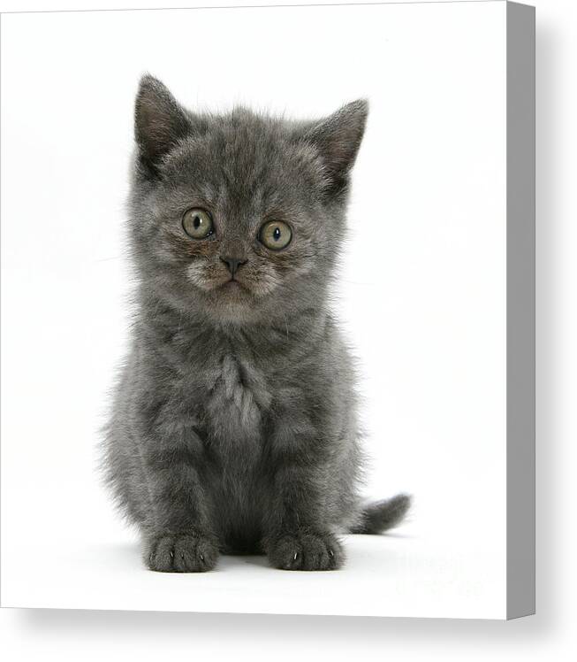 Animal Canvas Print featuring the photograph Grey Kitten #4 by Mark Taylor