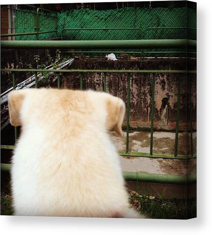 Dog Canvas Print featuring the photograph Hunter #1 by Claire Raphaela