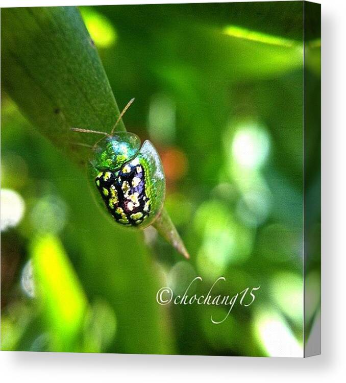 Macro_aroundworld Canvas Print featuring the photograph #ig #igers #instago #photooftheday #1 by Trizza Nina Pilapil