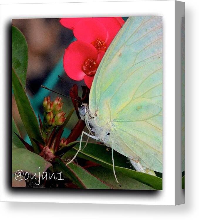 Butterfly Canvas Print featuring the photograph Just Outside My Office Window, I Saw #1 by Ahmed Oujan