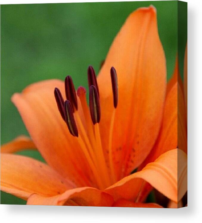  Canvas Print featuring the photograph Lily II #1 by James Granberry