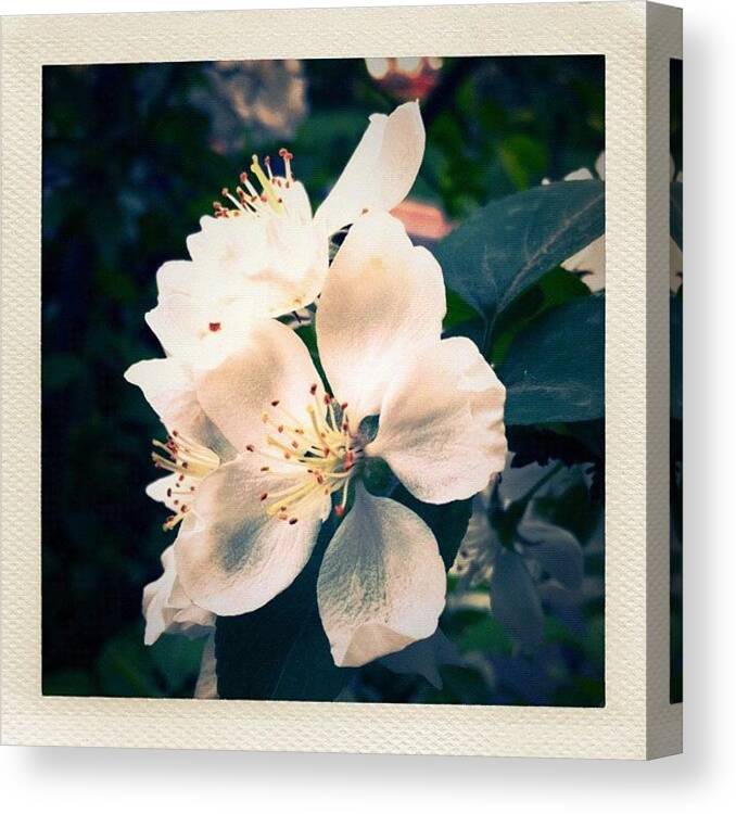 Beautiful Canvas Print featuring the photograph #pear Blossom #spring #flower #1 by Jason Fang