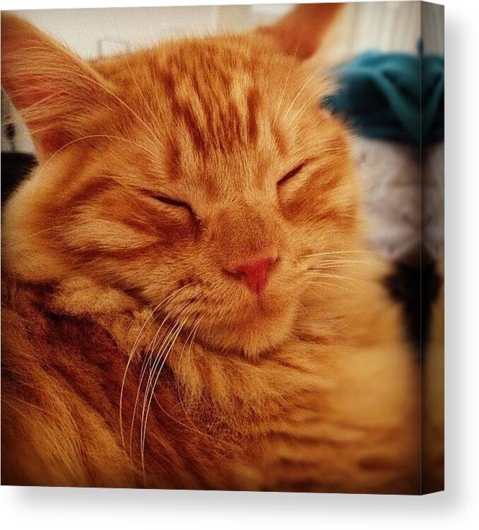 Sleepy Canvas Print featuring the photograph Sleepy Kitty #1 by Seth Tours