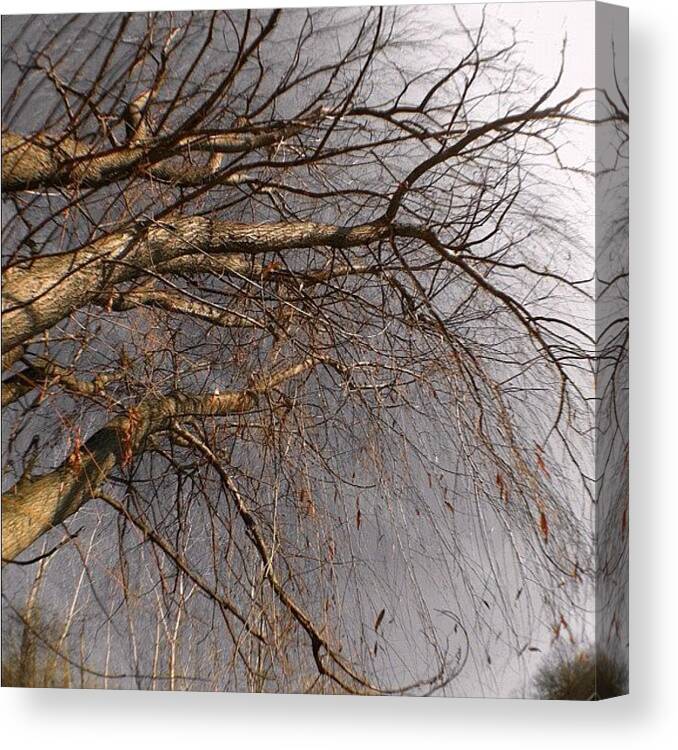 Sspics Canvas Print featuring the photograph Weeping Willow #1 by Jennifer K
