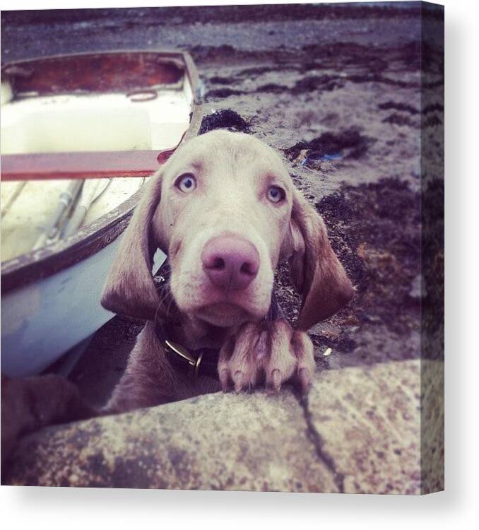 Weimaraner Canvas Print featuring the photograph #weimaraner #weim #grey #puppy #dog #1 by Sam Marriott