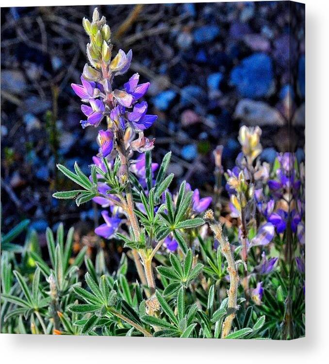 All_photos Canvas Print featuring the photograph #wildflowers #alpine #all_photos #1 by Chris Bechard