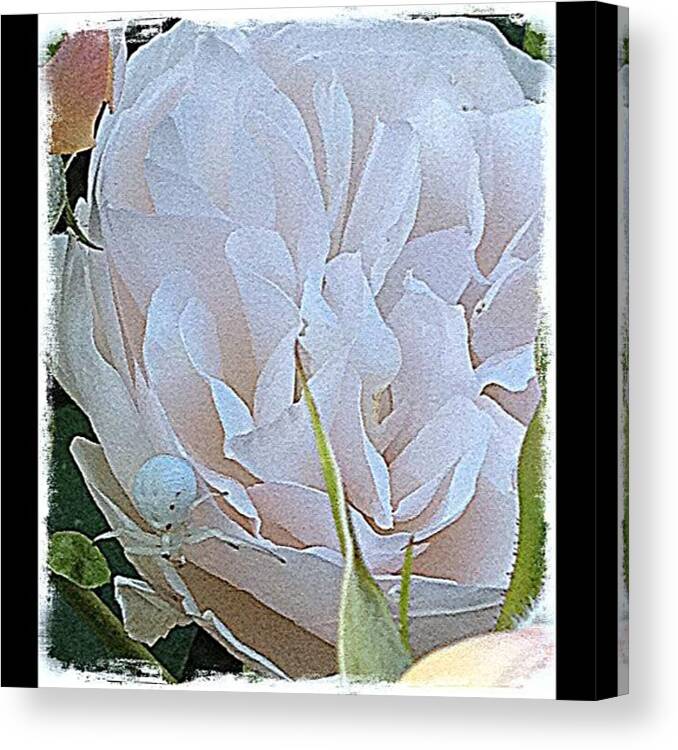 Bestpicture Canvas Print featuring the photograph #10 by Rita Frederick