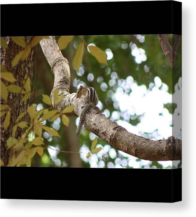 Squirrel Canvas Print featuring the photograph Instagram Photo #10 by Rachit Vats