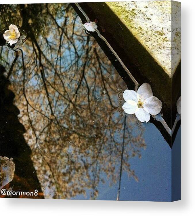 Insta_rox Canvas Print featuring the photograph 桜と夕陽 #12 by Morley🇯🇵♂ もーりー∞♂