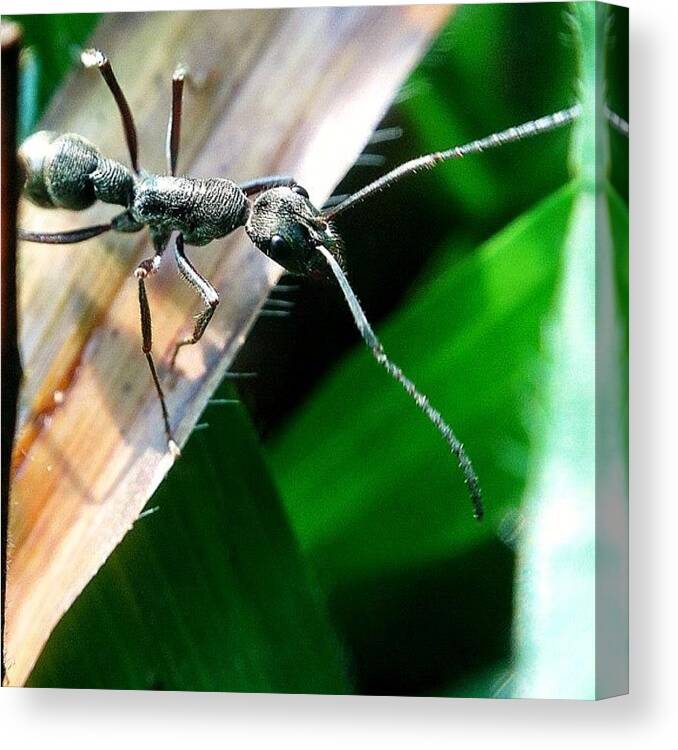 Ig_macro Canvas Print featuring the photograph #nature #macro #macroworld #12 by Sooonism Heng