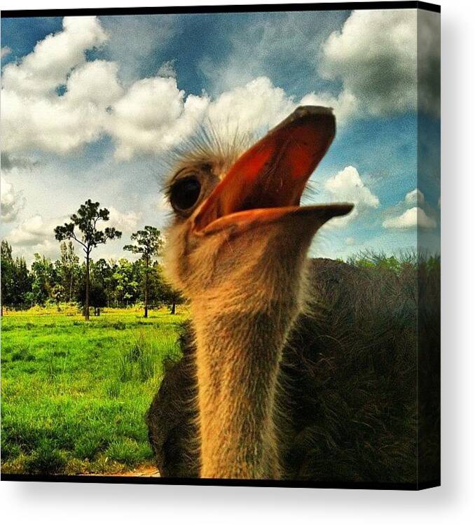 Animals Canvas Print featuring the photograph #instagood #instamood #instaaddict #15 by Alexandr Dobrovan