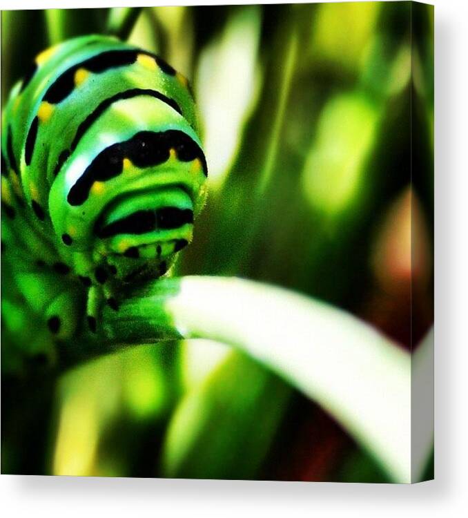  Canvas Print featuring the photograph Instagram Photo #161354747313 by Hurricane Katrina