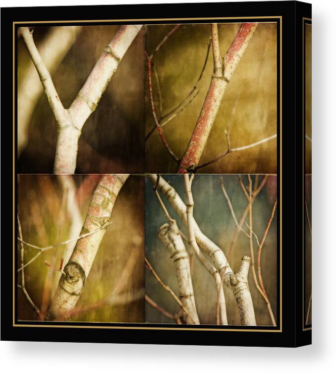 Branches Canvas Print featuring the photograph Branching Out by Bonnie Bruno