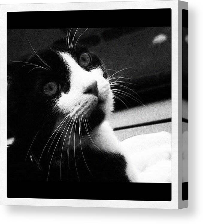 Cute Canvas Print featuring the photograph Cat portrait #2 by Rachel Williams