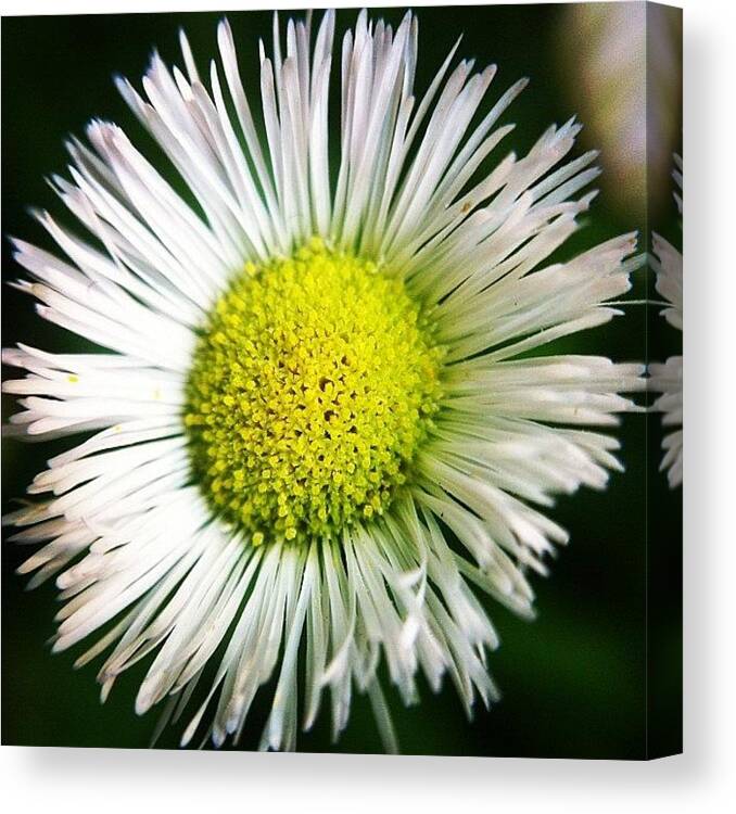 Irox_macro Canvas Print featuring the photograph #flower #flowerporn #florastyles_gf #2 by Jason Fang