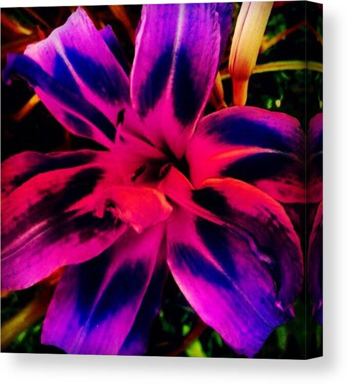 Summer Canvas Print featuring the photograph Flower #2 by Katie Williams