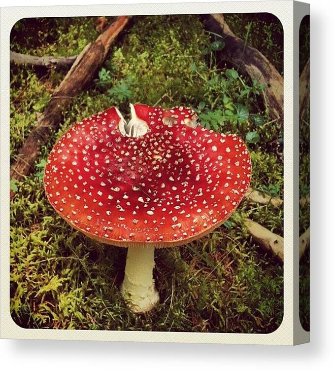 Fly Agaric Canvas Print featuring the photograph Instagram Photo #2 by Florian Divi