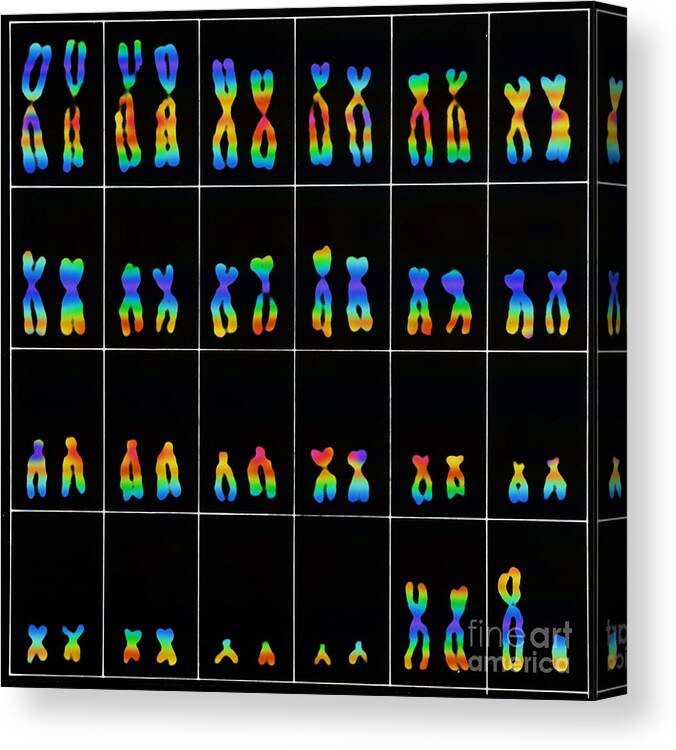 Chromosome Canvas Print featuring the photograph Male Karyotype #2 by Omikron