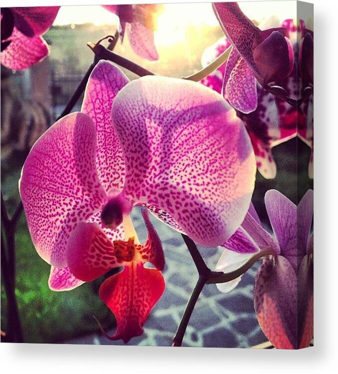 Beautiful Canvas Print featuring the photograph Orchidea #2 by Daniele Buratti