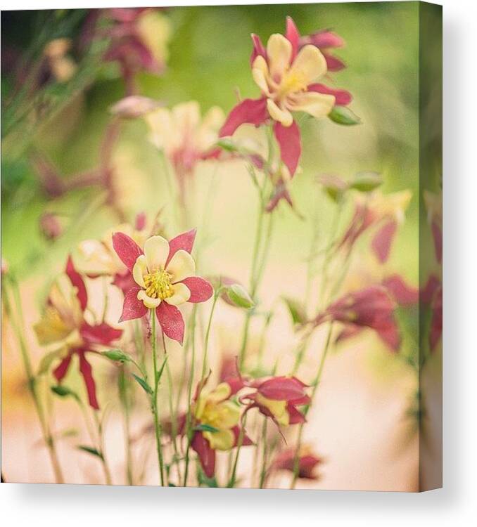 Love Canvas Print featuring the photograph #tagstagram .com #me #implus_daily #2 by Purple Delights