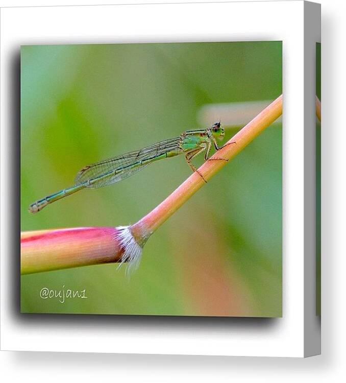 Cute Canvas Print featuring the photograph The Previous Dragonfly From Another #2 by Ahmed Oujan