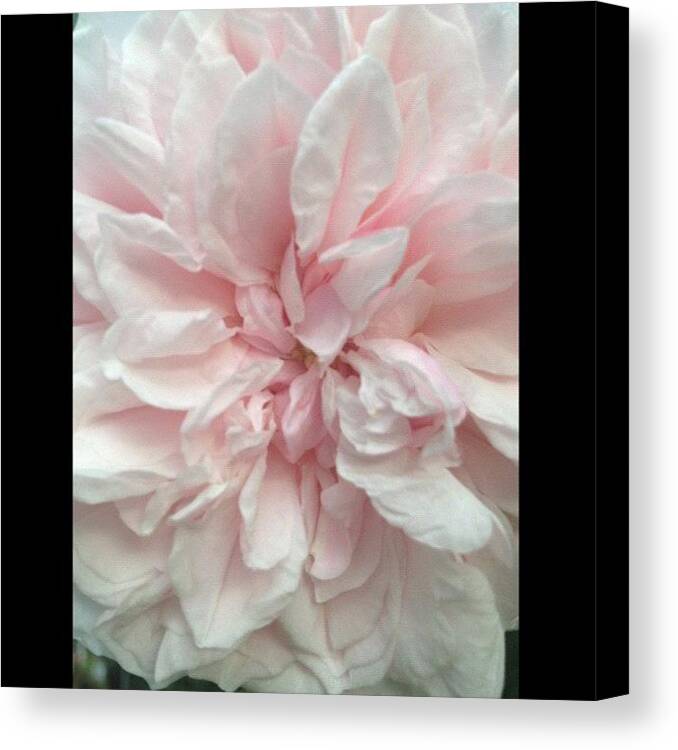 Bestpicture Canvas Print featuring the photograph #3 by Rita Frederick