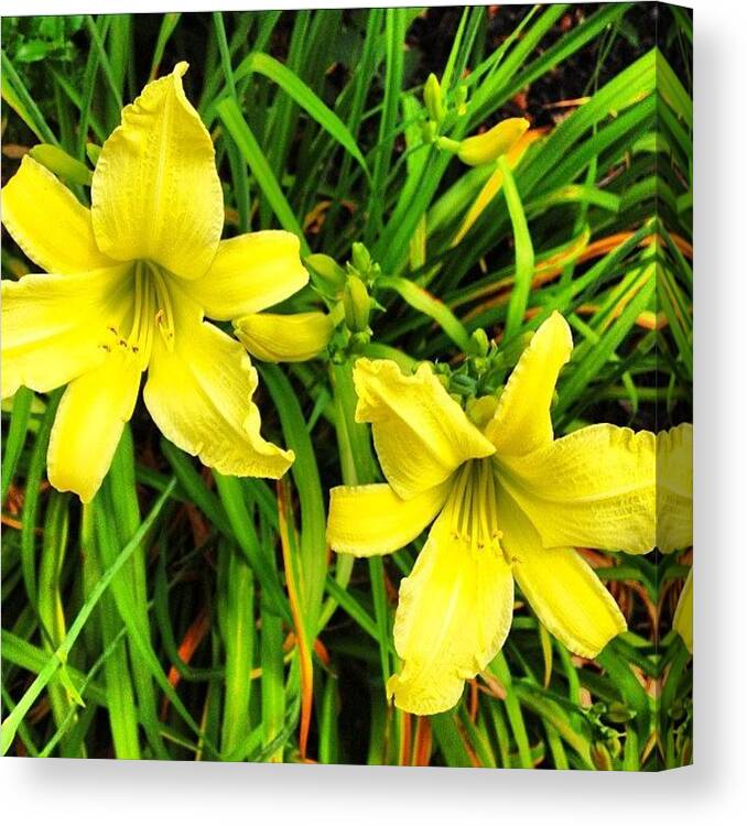 Daylily Canvas Print featuring the photograph Daylily flower #3 by Irina Moskalev