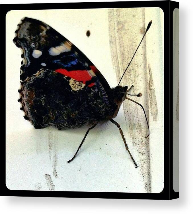 Teamrebel Canvas Print featuring the photograph Phoenician Butterfly #3 by Natasha Marco