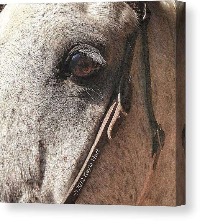Horse Canvas Print featuring the photograph #snapseed #iphone4s #iphonesia #3 by Kayla Hart