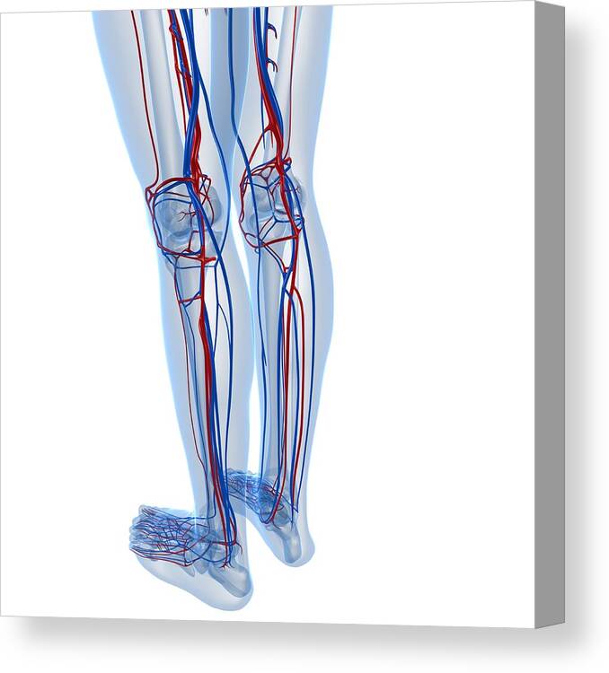 Square Canvas Print featuring the digital art Vascular System, Artwork #3 by Sciepro