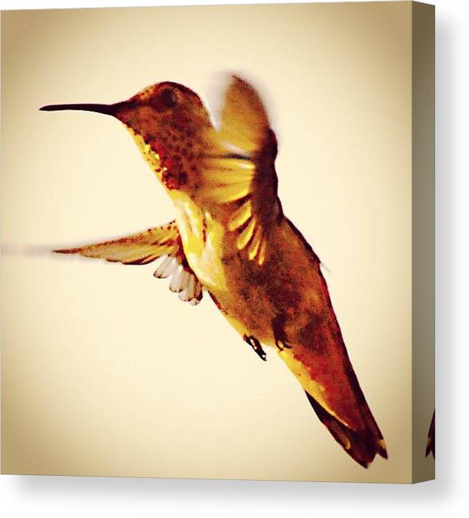 Ifollowback Canvas Print featuring the photograph #instagallery #instagramers #all_shots #31 by Mark Jackson