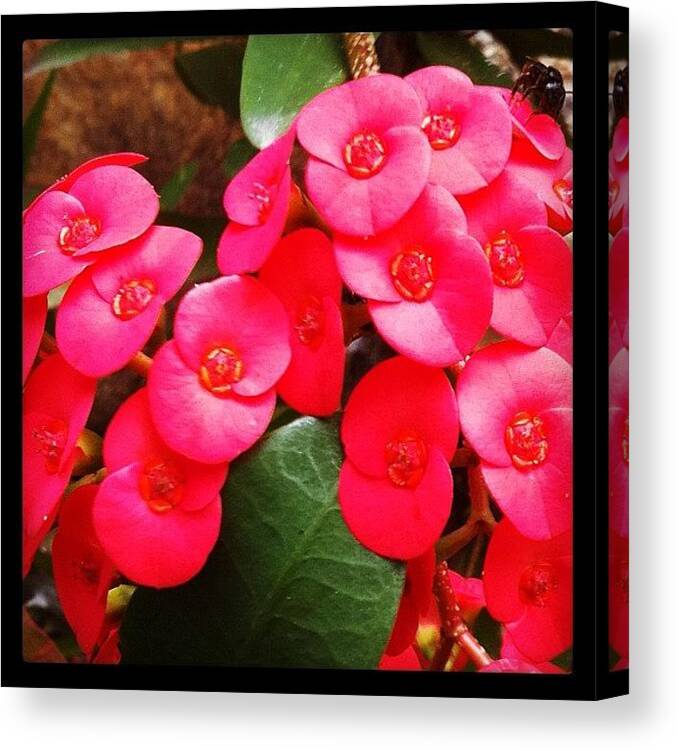 Instagram Canvas Print featuring the photograph Instagram Photo #391340501021 by Avatar Pics