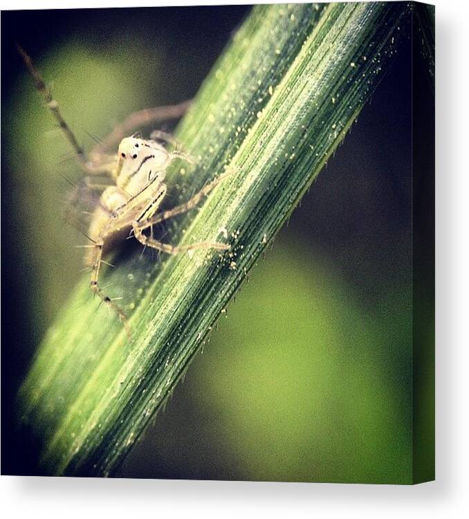 Ig_macro Canvas Print featuring the photograph #iphoneography #picoftheday #4 by Sooonism Heng