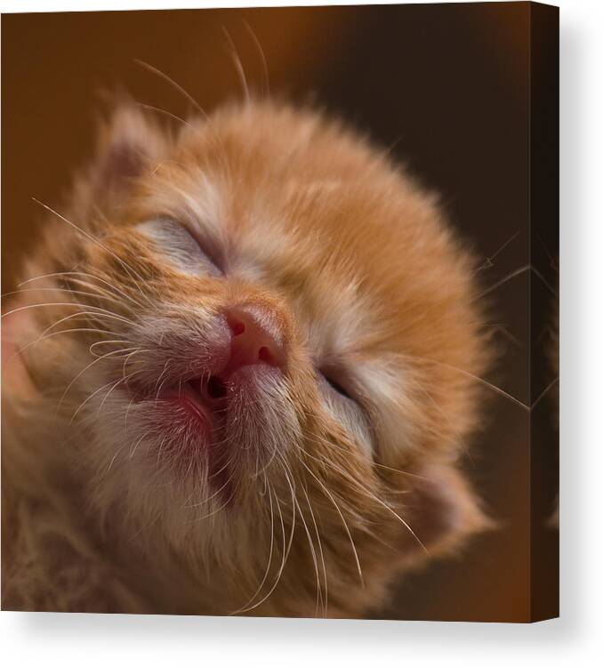 Animal Canvas Print featuring the photograph Kitty #4 by Michael Goyberg