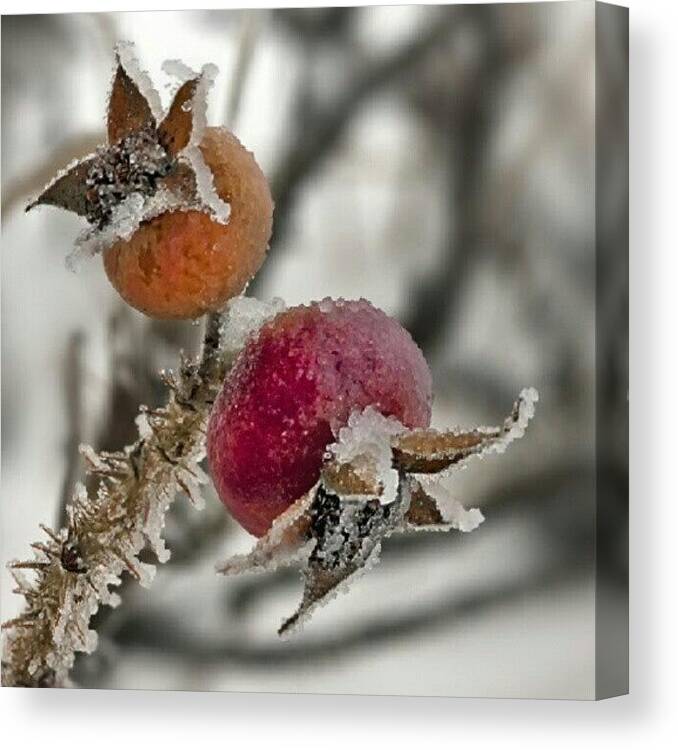 Suchkov Canvas Print featuring the photograph #macro #closeup #winter #frost #nature #4 by Andrey Suchkov