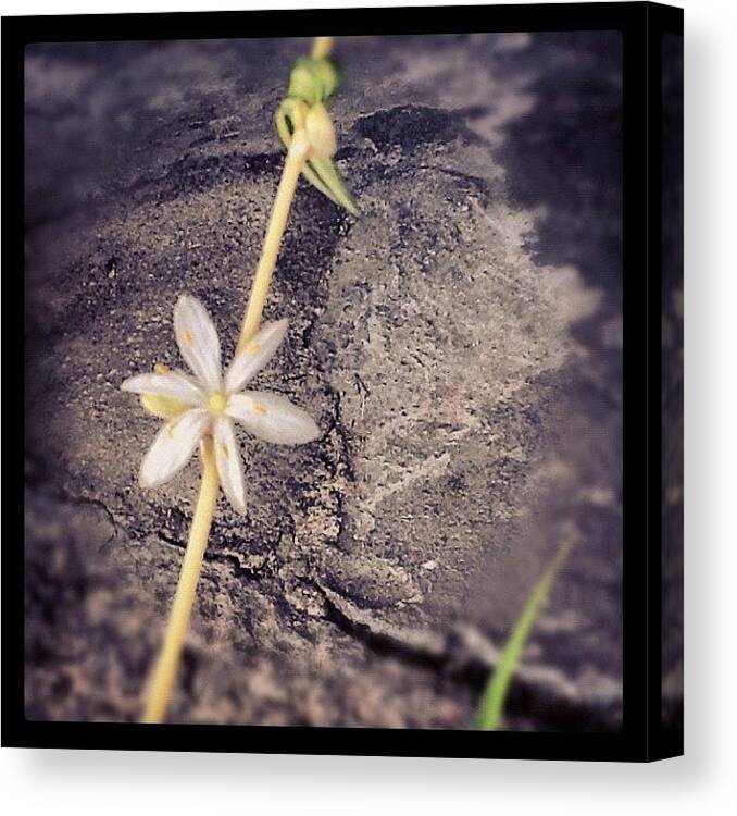 Floralstyles_gf Canvas Print featuring the photograph #macromania #macro_flower #4 by Christina Pabustan