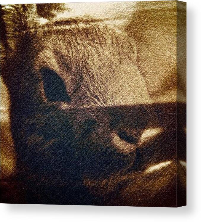 Iphotocap Canvas Print featuring the photograph #tagstagram .com #instalove #igaddict #4 by Cecilie Lund