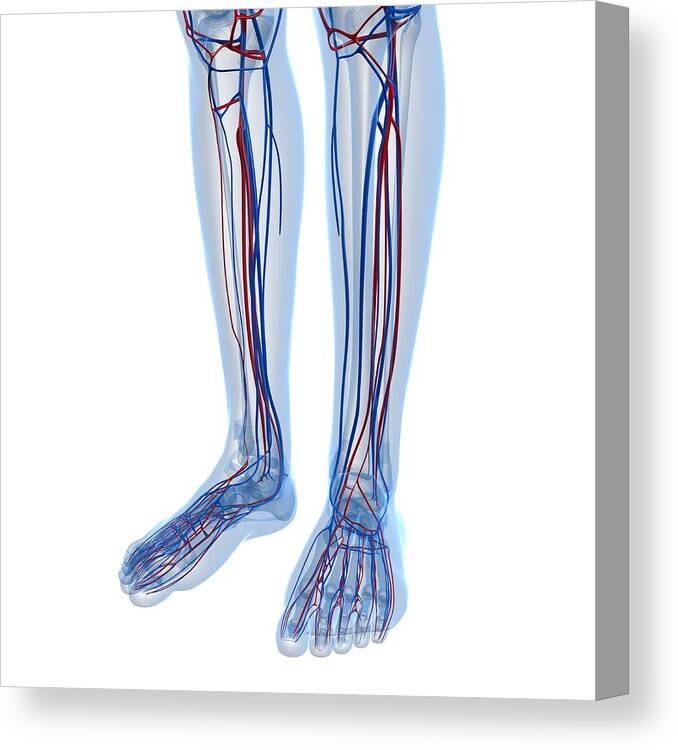 Square Canvas Print featuring the digital art Vascular System, Artwork #4 by Sciepro