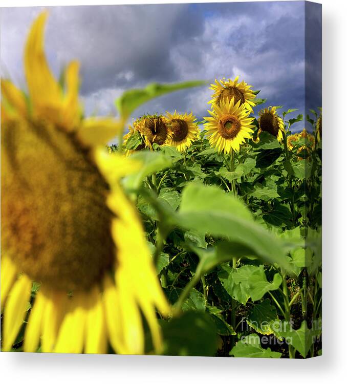 France Agricultural Agriculture Crop Cultivate Cultivation Rural Countryside Sunflower Field Plant Oil Yellow Flowers Close Up Summer Vertical Canvas Print featuring the photograph Field of sunflowers #5 by Bernard Jaubert