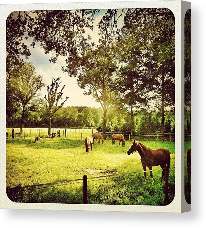 Beautiful Canvas Print featuring the photograph 5 #horses by Wilbert Claessens