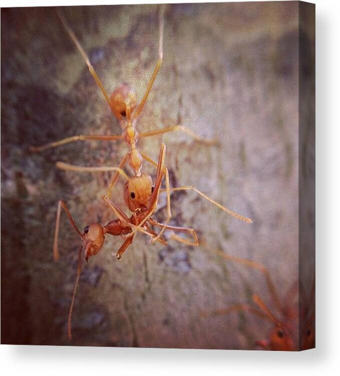 Iluminate Canvas Print featuring the photograph #nature #macro #igmacro #ig_macro #6 by Sooonism Heng