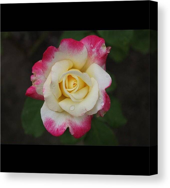 Ifollowback Canvas Print featuring the photograph #instagallery #instagramers #all_shots #61 by Mark Jackson