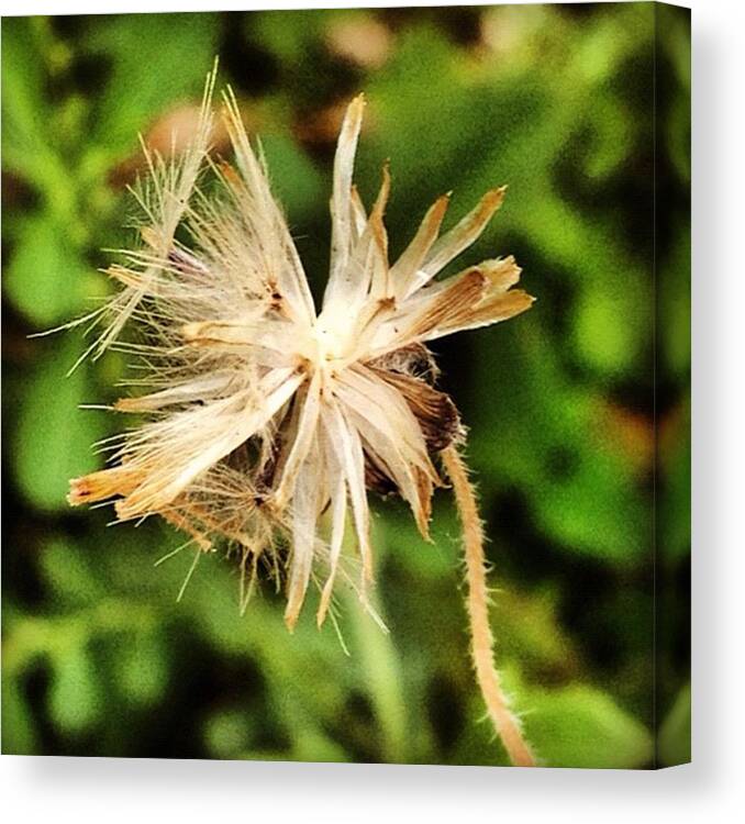 Beautiful Canvas Print featuring the photograph Instagram Photo #651340114664 by Ippe Fifty