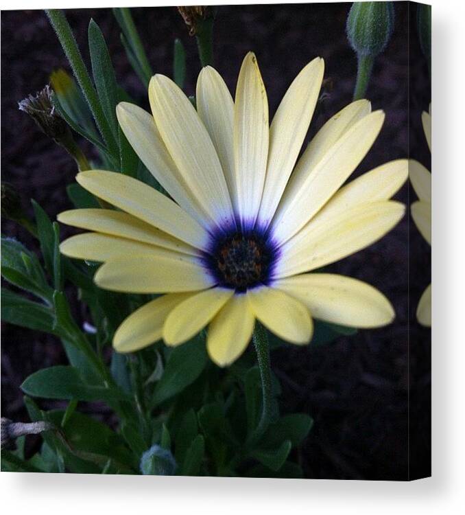 Summer Canvas Print featuring the photograph Instagram Photo #771341900106 by Jenni Munoz