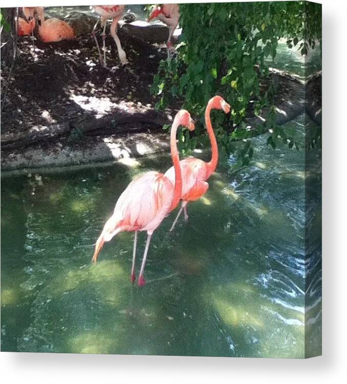 Pink Canvas Print featuring the photograph Instagram Photo #791350538388 by Kelly Solarz